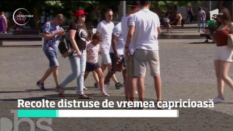 Recolte distruse de vremea capricioasă