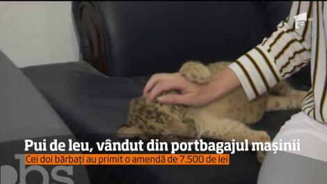 Poliţiştii timişoreni au descoperit un pui de leu în portbagajul unei maşini de Suceava, în timp ce făceau un control de rutină