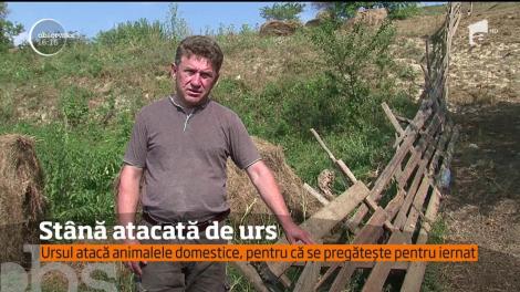 Mai multe gospodării și stâne din județul Mureș au fost atacate de un urs