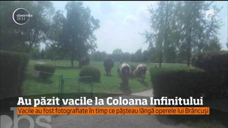 Poliţiştii locali din Tg. Jiu s-au străduit timp de mai bine de o săptămână să identifice nişte vaci cu ajutorul unor fotografii