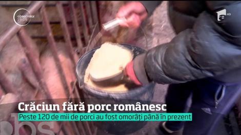 De Crăciun, românii nu vor avea pe mese carne de porc din cauza pestei porcine