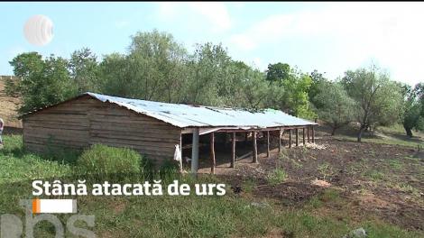 Un urs a băgat spaima în localnicii dintr-un sat din Mureş. Animalul sălbatic a atacat o stână de oi