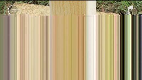 Parc din Timișoara mâncat de rugină