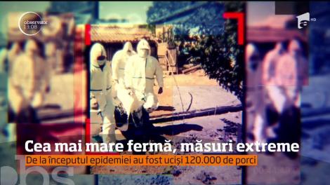 Astăzi începe sacrificarea celor 140 de mii de porci de la cea mai mare crescătorie din ţară