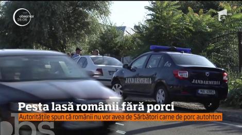 Pesta lasă românii fără porci! În localitatea Vameș autoritățile au sacrificat și animalele sănătoase