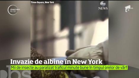 Invazie de albine în New York