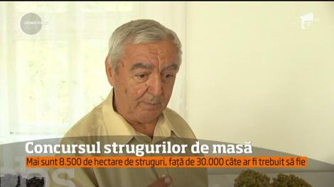 Cele mai renumite soiuri de struguri de masă u fost premiate la Valea Călugărească