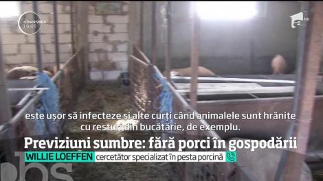 Fără porci în gospodării! Este predicţia sumbră a specialiștilor în industria cărnii, din cauza pestei porcine