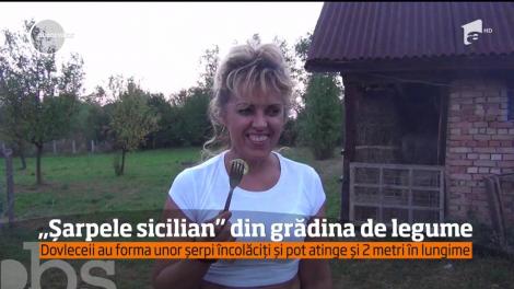 O doamnă din Maramureş şi-a uimit toţi vecinii cu nişte dovlecei cum nimeni n-a mai văzut