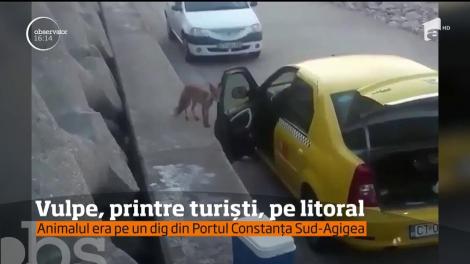 O vulpe a fost filmată pe un dig din zona Constanţa Sud-Agigea, în timp ce pare absolut fascinată de o maşină galbenă
