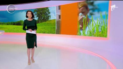 Ambrozia, coșmarul a milioane de rom&acirc;ni! Amenzi uriașe date de oamenii legii după ce mulți proprietari au refuzat să-și defrișeze buruienile