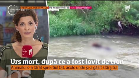 Un pui de urs a murit în staţiunea Băile Tuşnad, după ce a fost lovit de tren