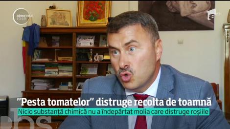 "Pesta tomatelor" distruge recolta de toamnă