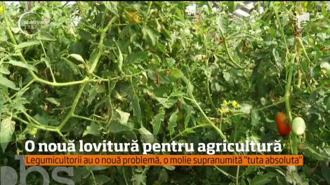 O nouă lovitură pentru agricultură din cauza unui nou dăunător ce nimicește culturile