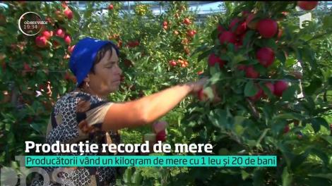 În ciuda vremii extreme, agricultorii se laudă cu cea mai mare recoltă de mere din ultimii ani