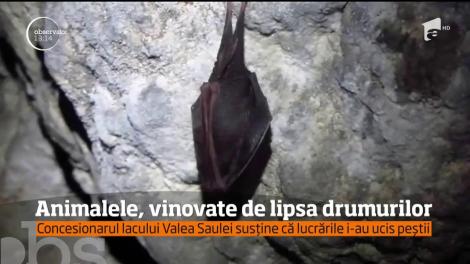 Animalele, vinovate pentru lipsa drumurilor