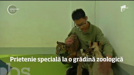 Prietenie specială la o grădină zoologică din Beijing. Niște pui de tigru și leu s-au împrietenit cu o familie de golden retrieveri