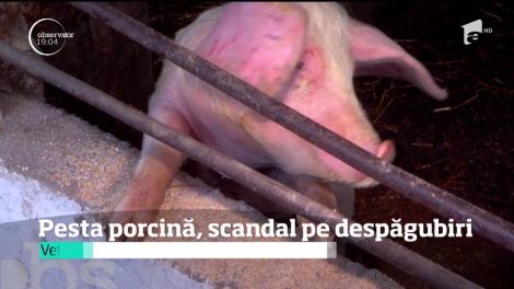 Autorităţile vor să limiteze creşterea porcilor în România, din cauza pestei porcine