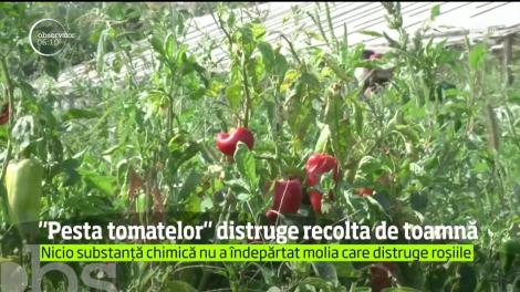 &rdquo;Pesta tomatelor&rdquo; distruge recoltele de toamnă