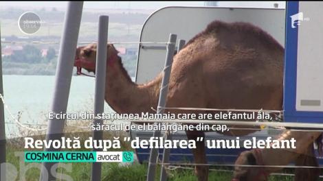O privelişte neobişnuită a provocat scandal în Sighetu Marmaţiei. Un elefant a fost plimbat pe străzi, urcat pe o platformă
