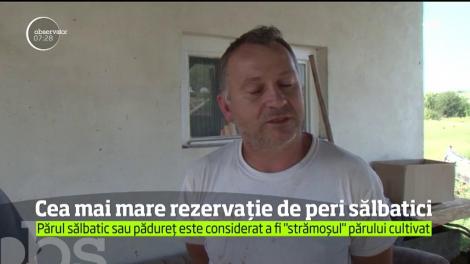 Cea mai mare rezervație de peri sălbatici din Rom&acirc;nia