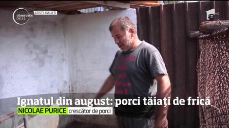 Ignatul din august. Disperați că &icirc;și pierd singura avere, oamenii &icirc;și taie porcii sănătoși