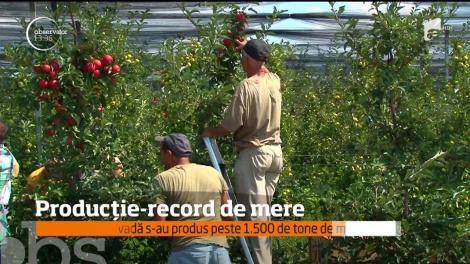 Producție-record de mere &icirc;n Județul Argeș