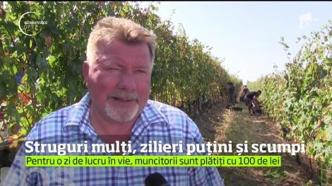 Podgoriile Aradului sunt pline de struguri, dar nu şi de muncitori care să-i culeagă