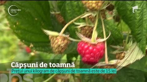 Când căpşunile româneşti sunt demult doar o amintire, cele din soiuri străine abia se coc. Un român a adus din Spania seminţe rezistente, care rodesc până iarna