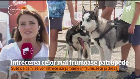 Întrecerea celor mai frumoase patrupede! La Iași are loc Cupa Moldovei pentru cele mai interesante rase de câini
