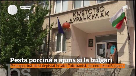 Gardul de protecţie ridicat de bulgari la graniţa cu România nu i-a ajutat, pentru că pesta porcină a ajuns şi în ţara vecină