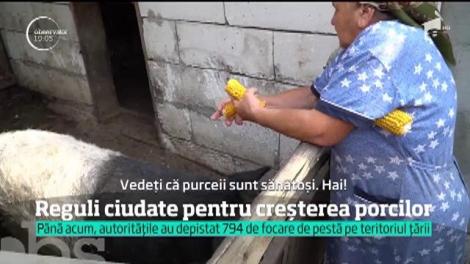 Specialiștii dau vina pe creșterea porcilor în curte pentru propagarea epidemiei