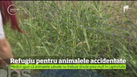 Refugiu pentru animalele accidentate
