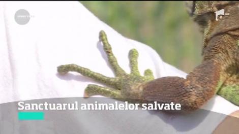 Centru special pentru păsările, aricii, vulpile sau veveriţele care au nevoie de ajutor