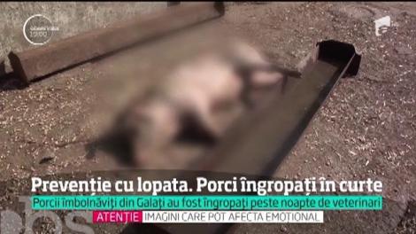 Prevenție cu lopata! Porcii îmbolnăviți din Galați au fost îngropați peste noapte de veterinari