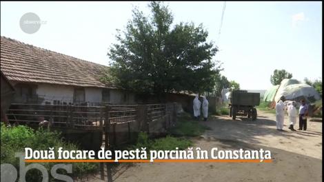E prăpăd în țară! Pesta porcină continuă să facă ravagii! Zona din țară unde au fost găsite alte două focare!