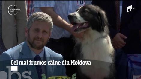 Marele câştigător al "Cupei Moldovei" a fost Voinea, un ciobănesc carpatin