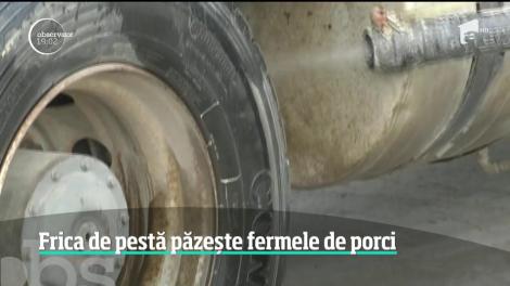 Pesta porcină stârnește haos în România! Ce măsuri disperate s-au luat pentru a proteja fermele de porci aflate în apropierea ultimelor focare descoperite