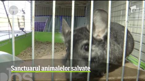 Sanctuarul animalelor salvate. O echipă de medici ajută speciile care au rămas fără habitate