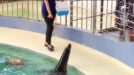 Reprezentații spectaculoase cu delfini și lei de mare la Delfinariul din Constanța