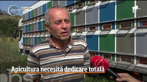 Statul român a uitat de apicultori. Prin Programul Naţional Apicol oamenii primesc bani doar pentru cumpărarea lăzilor pentru stupi