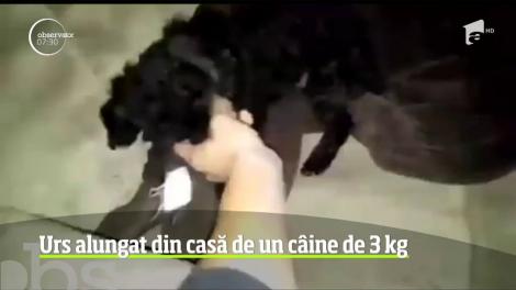 Un c&acirc;ine s-a sacrificat pentru a-şi apăra familia de un urs