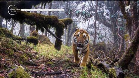 Animale din cele mai variate specii, dar şi locuri renumite au devenit fotomodele pentru participanţii la un prestigios concurs internaţional de fotografii