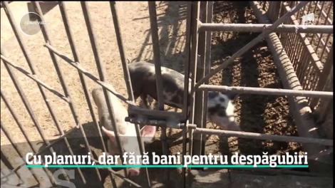 Suspendarea şedinţei CSAT întârzie şi speranţele Guvernului de a găsi bani pentru crescătorii falimentaţi de pesta porcină