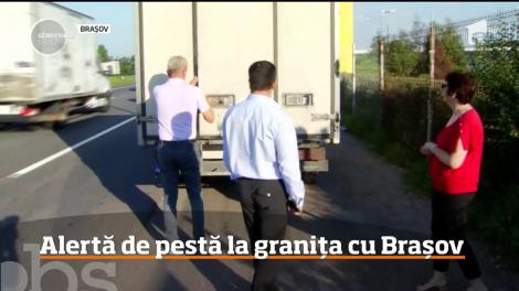 Epidemia de pestă porcină africană continuă să se răspandească în România