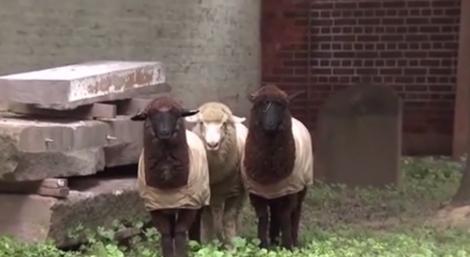 O catedrală din New York a "angajat" temporar trei ajutoare pentru întreţinerea gazonului din grădină