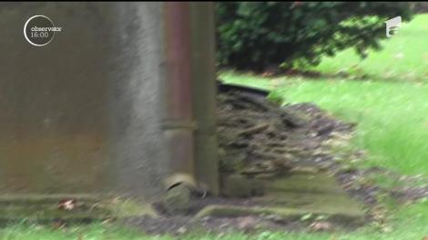 Imagini halucinante în plin-centrul Aradului! În plină zi, într-un părculeţ aflat la doi paşi de o staţie de tramvai, şobolanii mişună nestingheriţi