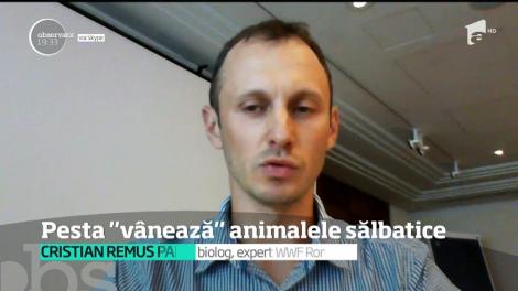 Pesta porcină ne-ar putea lăsa şi fără animale sălbatice