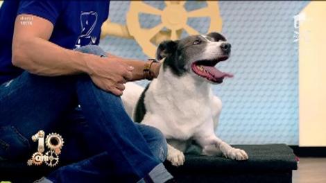 Cătălin Cornea, sfaturi utile despre dresajul de film