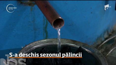 S-a deschis sezonul pălincii, în Bihor